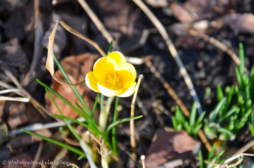 Winterling, gelbe Winterblume