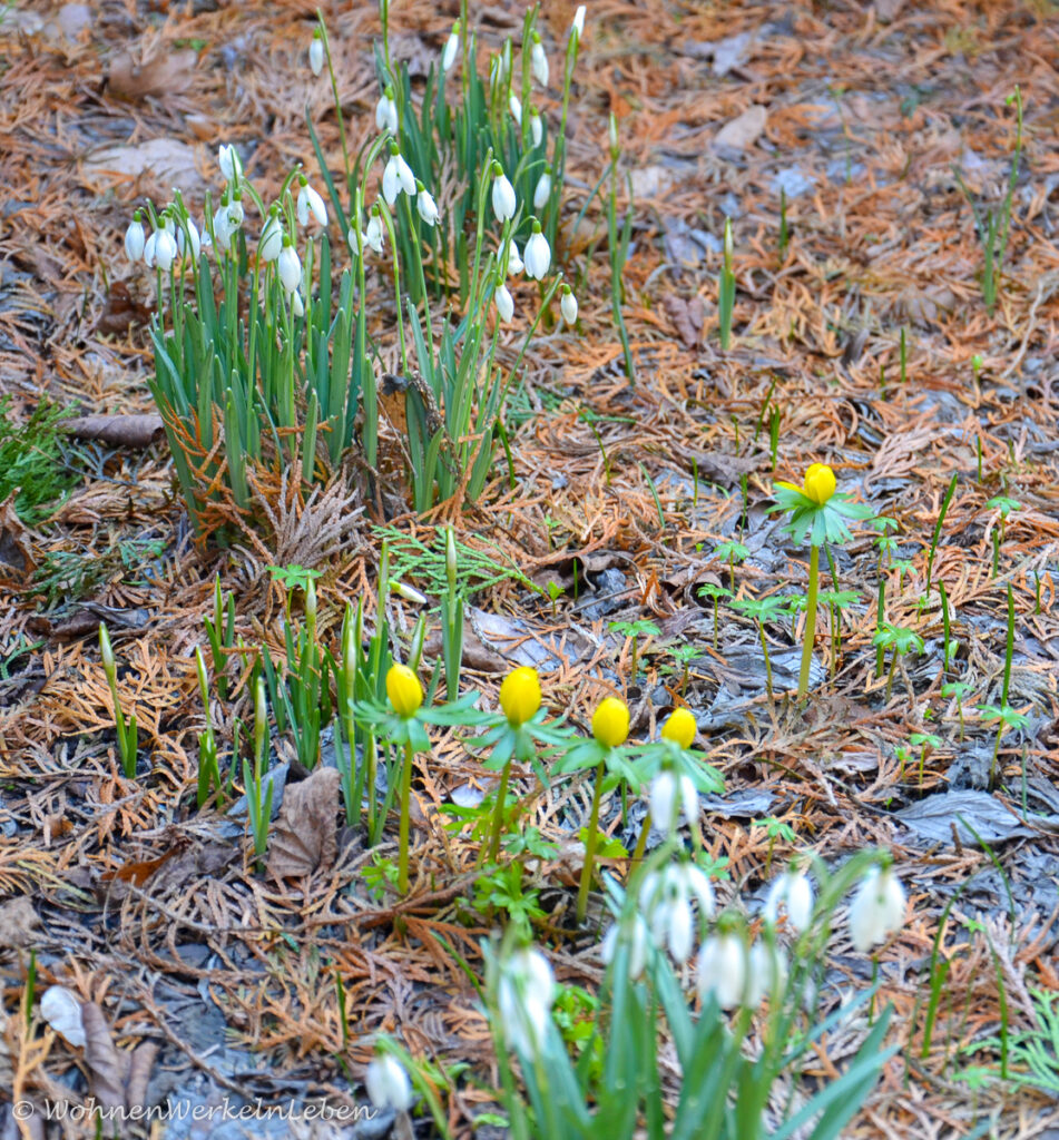 Schneeglöckchen und Winterlinge