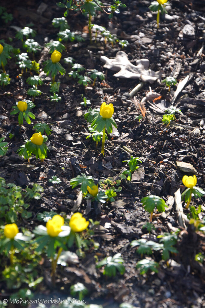 Winterlinge im Garten