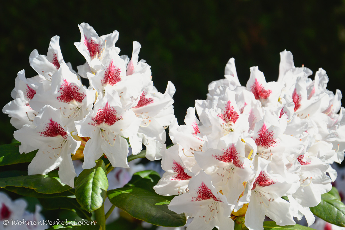 weiß-roter Rhododendron 