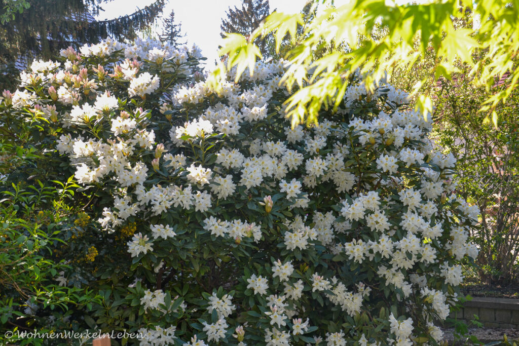 weiß blühender Rhododendron im Garten