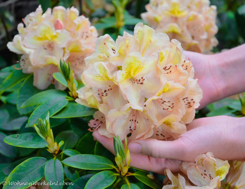 gelber Rhododendron im Garten