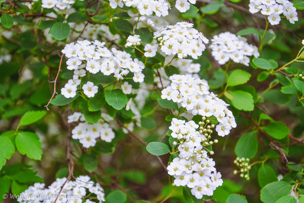 Schneeflockenstrauch, Zierlauch (Allium), Spirea