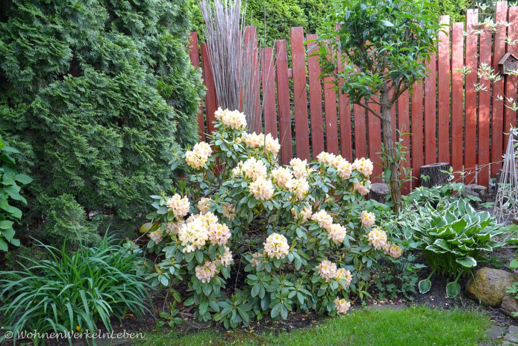 gelb blühender Rhododendron