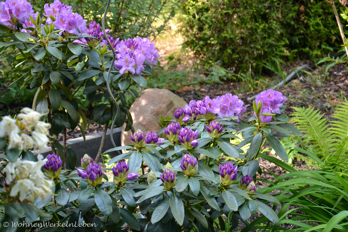 lilafarbener Rhododendron und Tisch mit Limonade und Erdbeeren