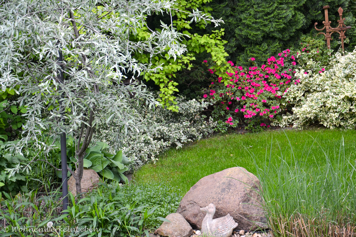 pinkfarbene Azalee und gelbe sommergrüne Azalee