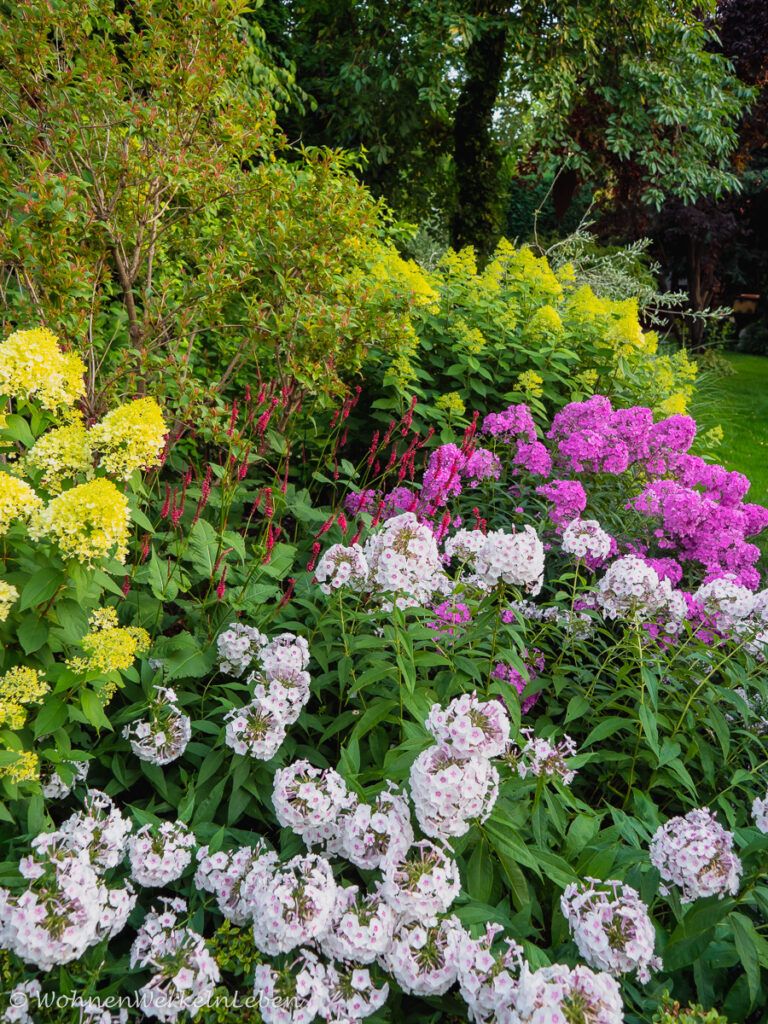 Garten im Sommer mit Stauden, rosa Phlox (Flammenblumen), weißen Hortensien und weißem Phlox