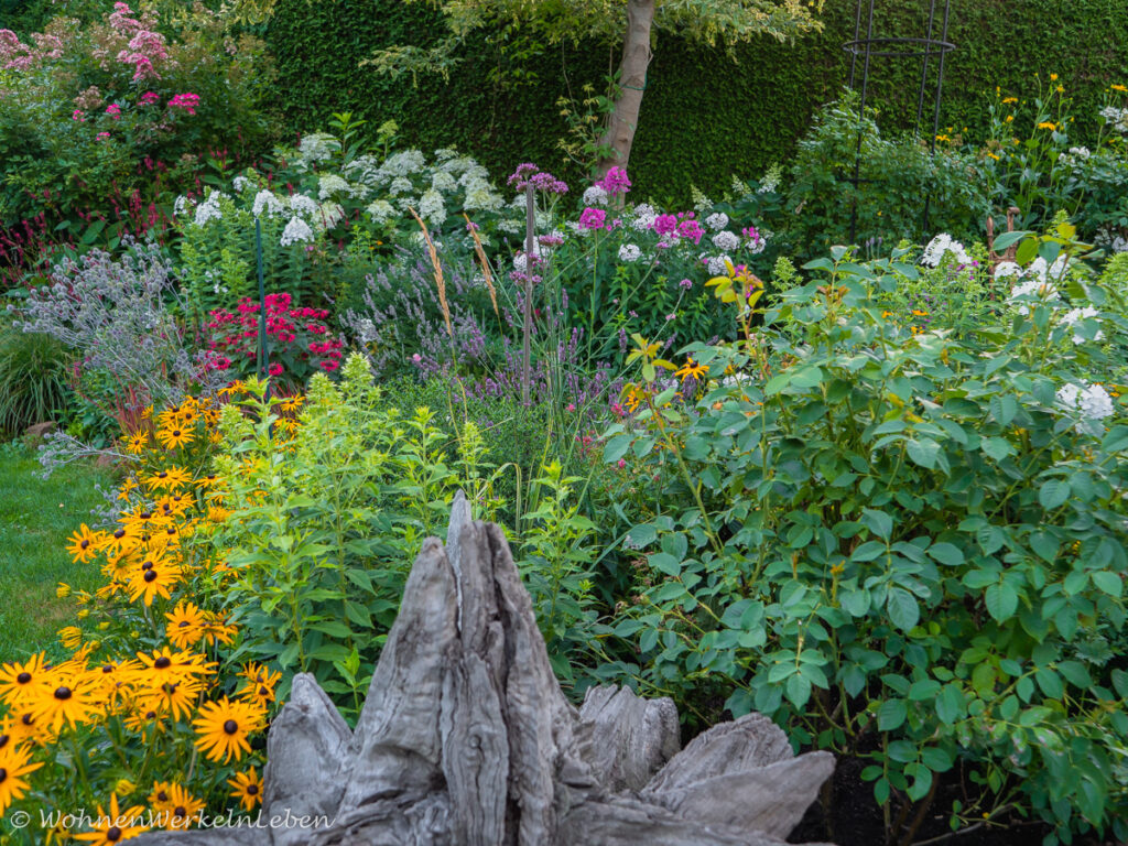Garten im Sommer mit Stauden, Sonnenhut, Rosen, weißer Phlox, lila Phlox, rosa Phlox, weißen Hortensien